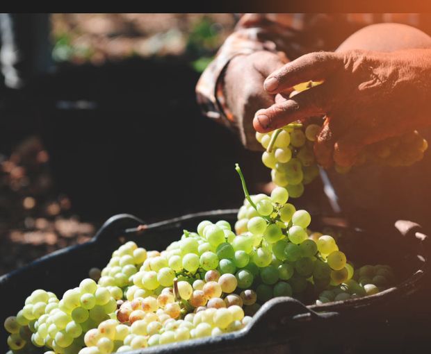 Champagne Françoise Monay Brut