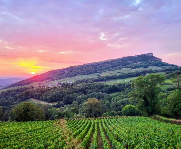 Mâcon-Solutré AOP Cardonus Rex 2020, Denis Bouchacourt