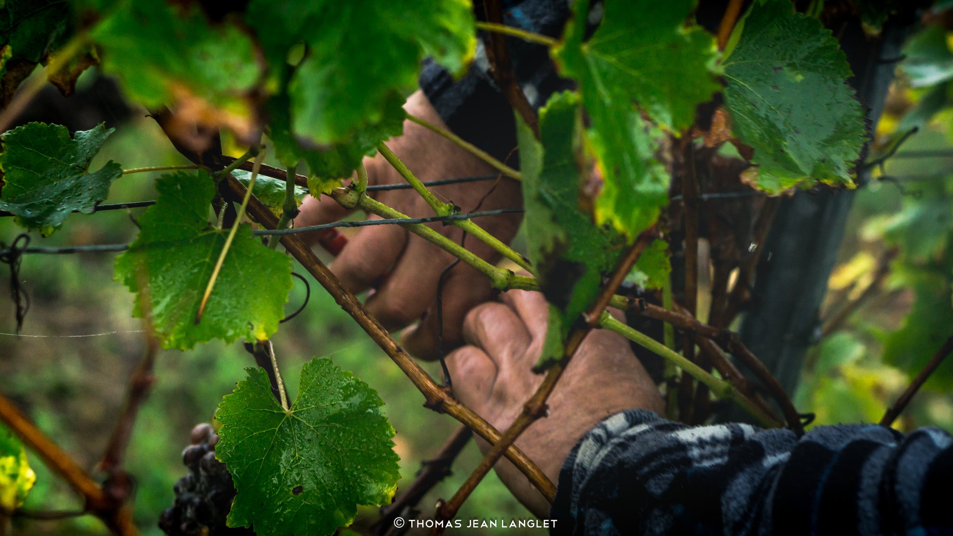 Sauvignon Blanc IGP Val de Loire L’explosif du Fresne, Château du Fresne