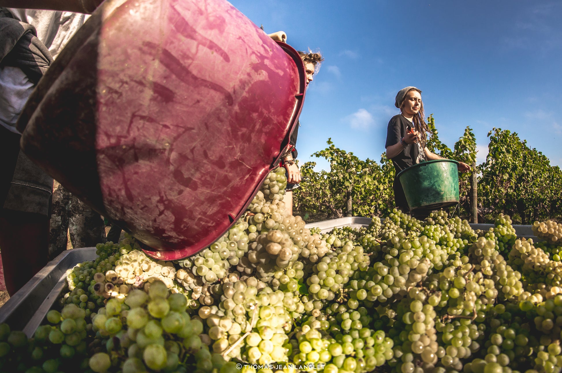 Sauvignon Blanc IGP Val de Loire L’explosif du Fresne, Château du Fresne