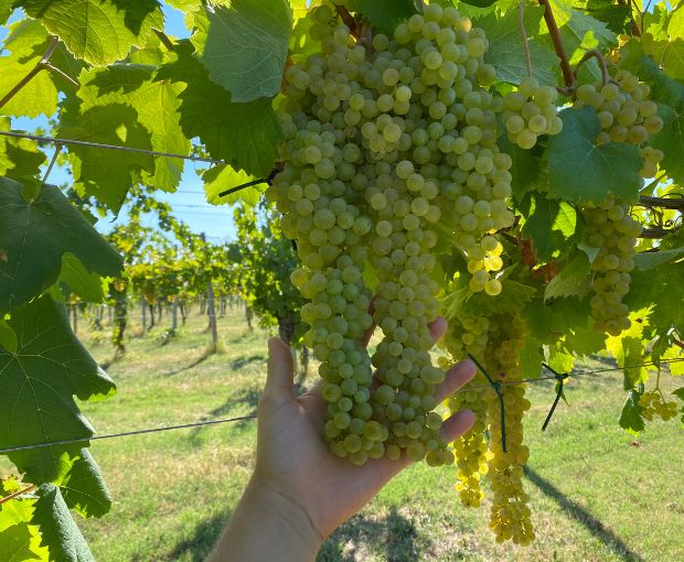 Sauvignon dell'Emilia Romagna, Corte S. Maria