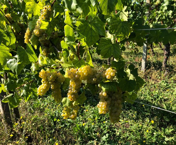 Trebbiano Rubicone IGP, Dalfiume Nobilvini