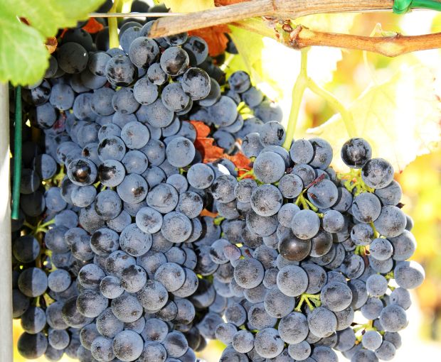 Sangiovese Rubicone IGP, Torre Gaggio