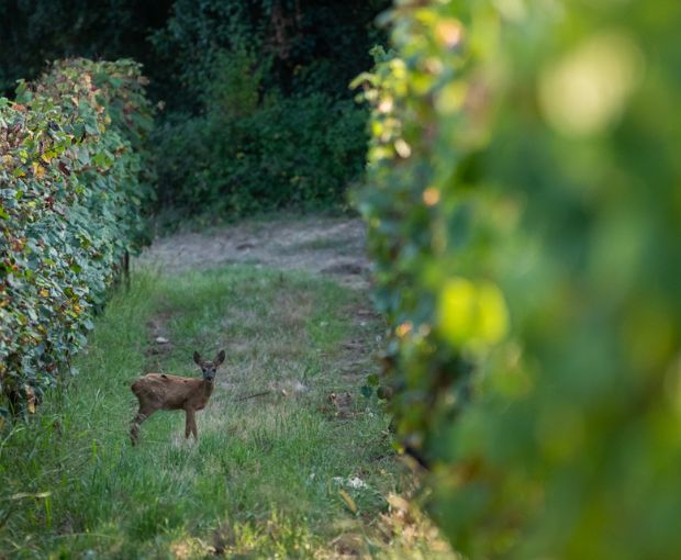 Tursan AOC Blanc , La Cave des Vignerons Landais
