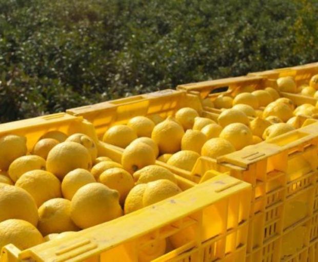 Limoncino, Dellavalle