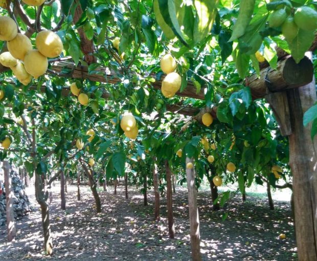 Limoncino, Dellavalle