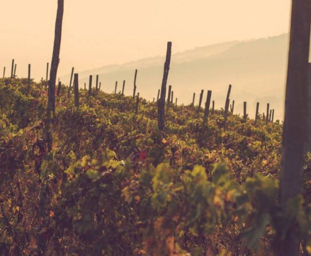 Grappa aged in Port Barrels single vintage casks 2004, Dellavalle