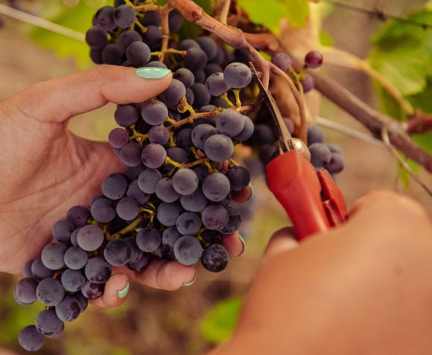 Montepulciano d'Abruzzo DOP La Pietraja, Tenute del Pojo