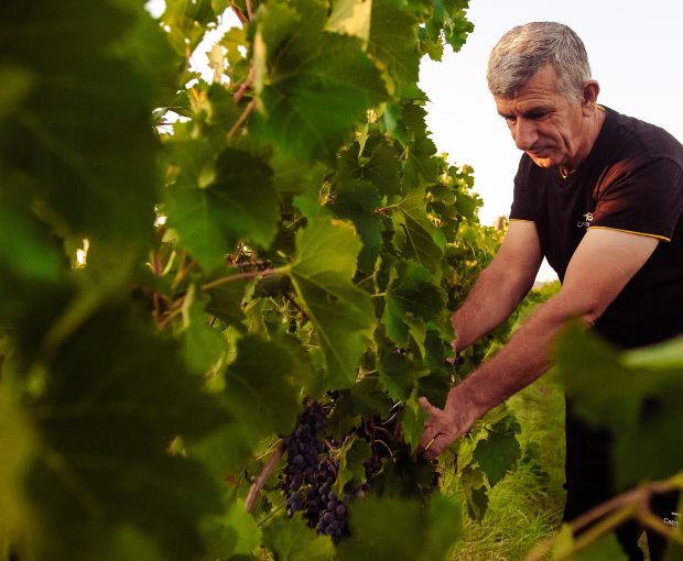 Montepulciano d'Abruzzo DOP La Pietraja, Tenute del Pojo
