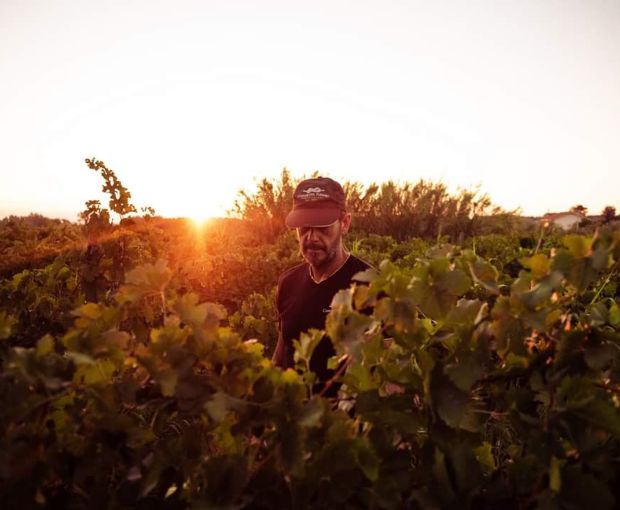 Pecorino Terre di Chieti IGP Le Coste, Tenute del Pojo