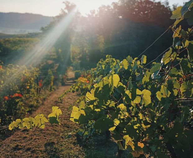 Passerina IGP Sodera, Tenute del Pojo