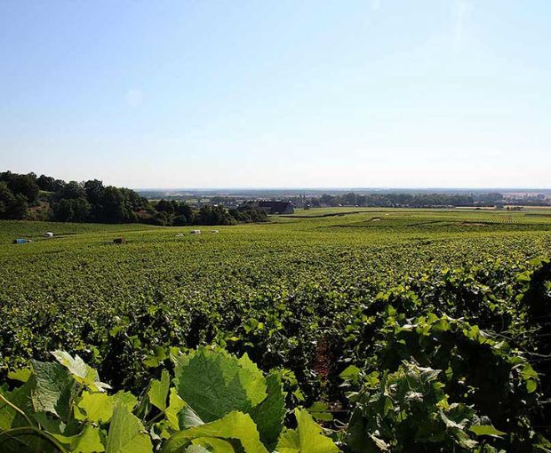 Nuit Saint Georges AOC Les Argillats Pinot Blanc 2010, Domaine Guyon