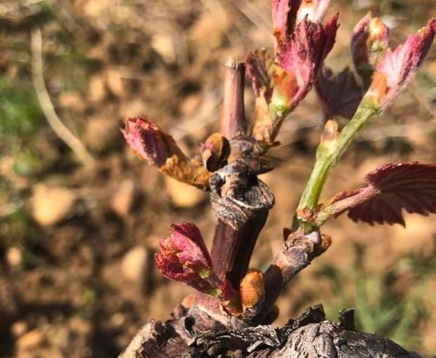 Châteauneuf-du-Pape AOC Vin di Félibre 2019, Domaine André Mathieu