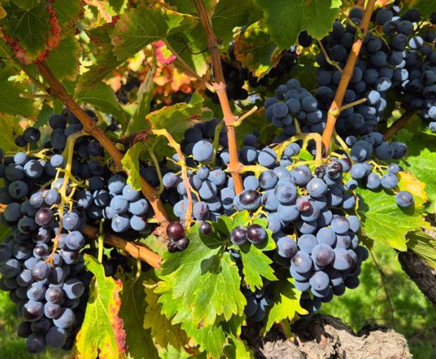 Grenache VdP du Comté de Grignan, Domaine Bois Vieux