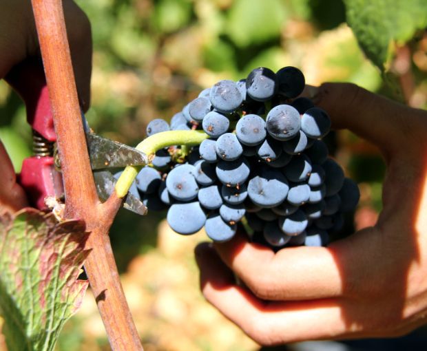 Vosne-Romanée 1er Cru AOC En Orveaux 2015, Domaine Guyon