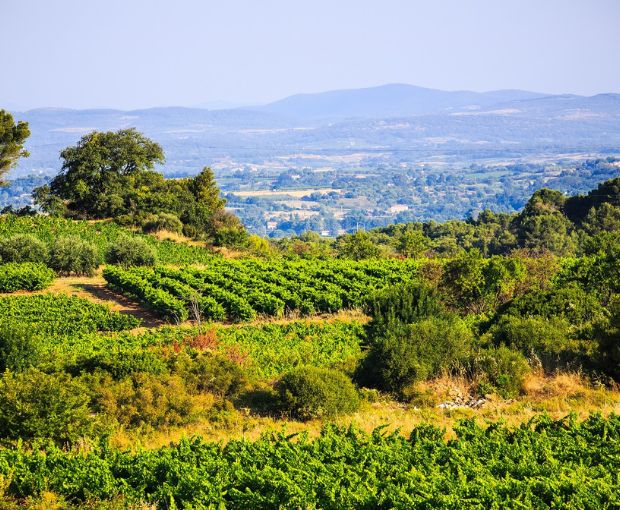 Picpoul de Pinet AOP Tradition, Domaine Muret