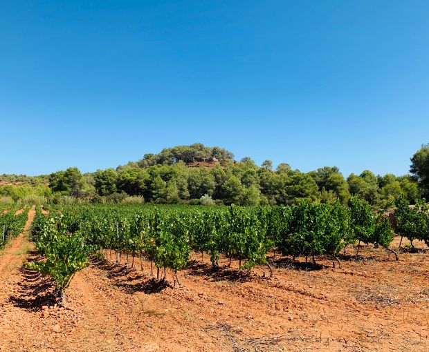 Picpoul de Pinet AOP Tradition, Domaine Muret