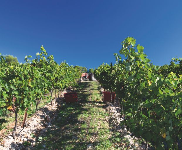 Picpoul de Pinet AOP Tradition, Domaine Muret