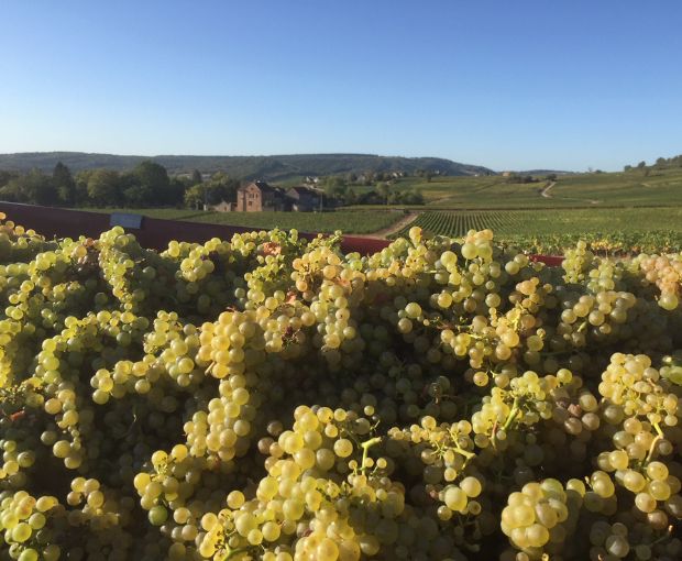 Mercurey AOC Les Loueres 2022, Domaine Laurent Dufouleur