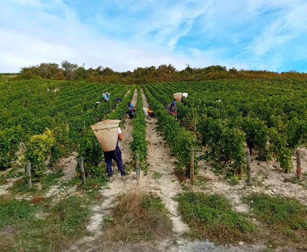 MAGNUM Sancerre AOP Cuvée Tradition, Domaine de Sacy