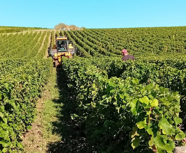Sancerre AOP Cuvée Tradition, Domaine de Sacy