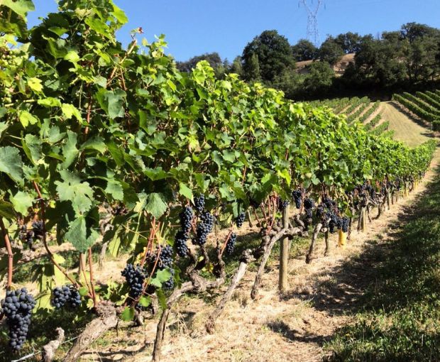 Crozes-Hermitage AOC 2019 Rouge, Domaine des Combat