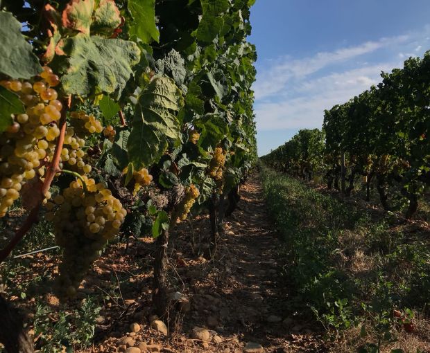 Crozes-Hermitage AOC 2022 Blanc, Domaine des Combat