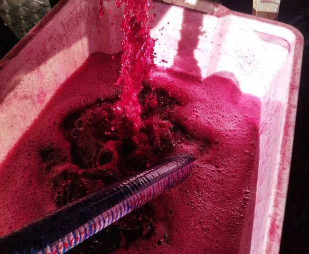 Côtes du Rhône AOP Lou Pitchoun, Domaine des Gravennes