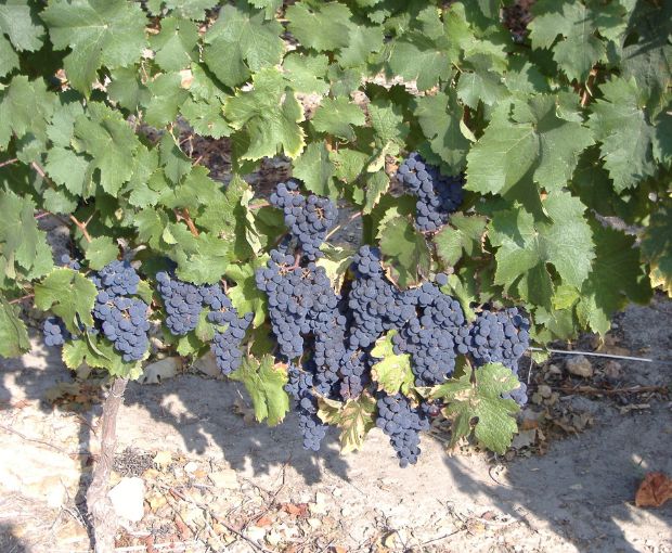 Saumur Champigny AOC Vieilles Vignes Cuvee de Bruyn, Domaine du Fondis