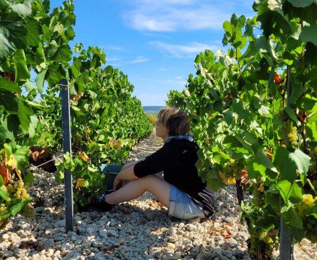 Chablis AOC, Jean-Pierre & Alexandre Ellevin