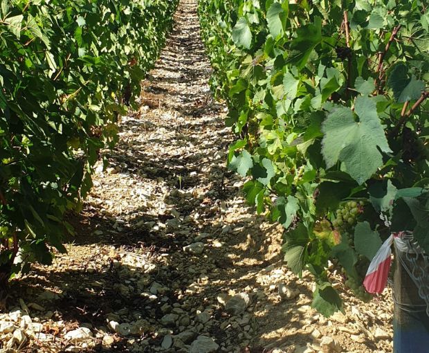 Petit Chablis AOC, Jean-Pierre & Alexandre Ellevin