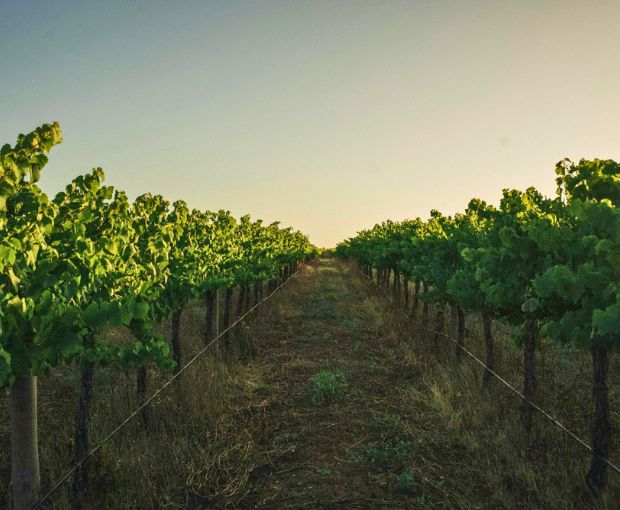 Shiraz Langhorne Creek 2014, Formby Vineyards