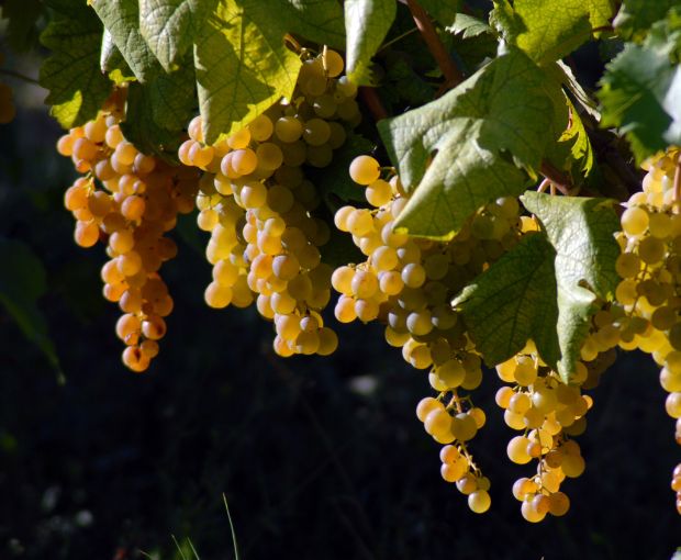 Gavi San Pietro DOCG, Tenuta San Pietro