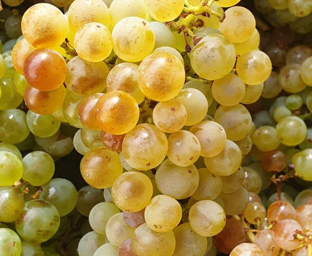 Côtes du Rhône AOC Blanc, Domaine Gigondan M. & Fils