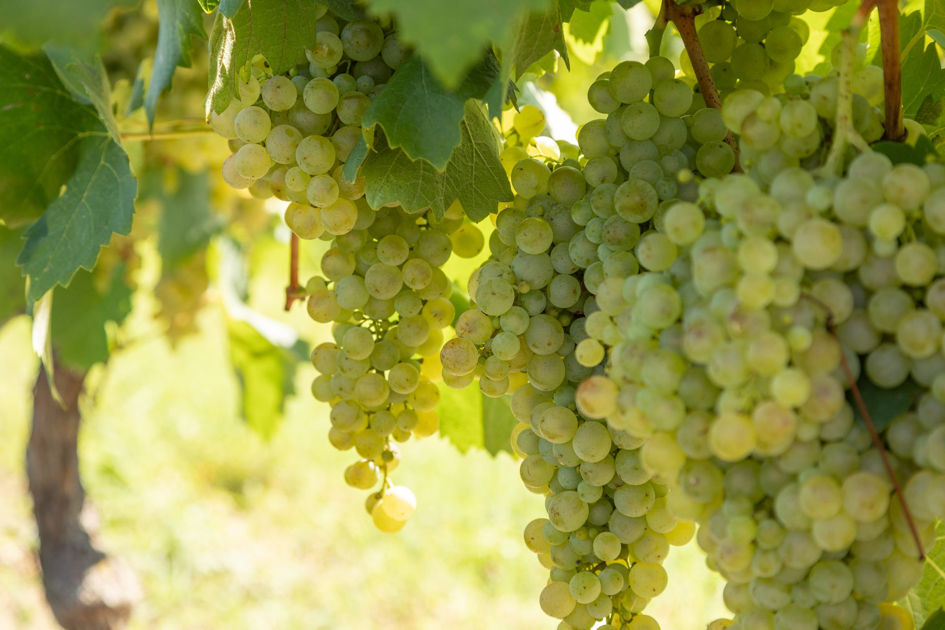 Bianco Spumante Extra Dry (Prosecco grape), Nave de Oro