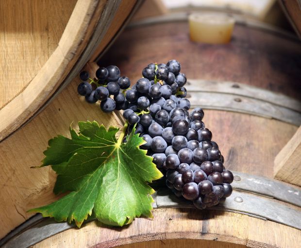 Vacqueyras AOP 2023, Francois Xavier Lambert