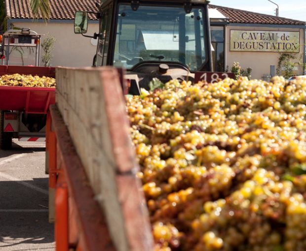 Cépage Muscat Sec VdP d'Oc Terres Blanches, Cave des Vignerons de Frontignan