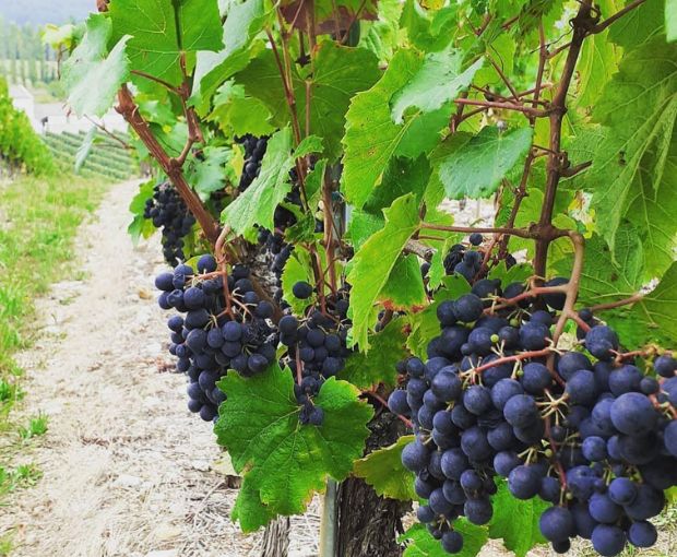 Malbec Cahors AOC, Clos du Colombier