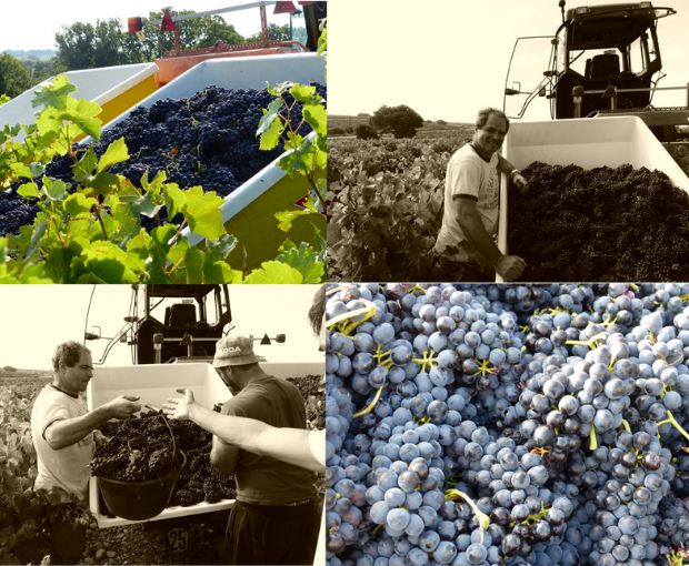 Châteauneuf-du-Pape AOC Vin di Félibre 2019, Domaine André Mathieu