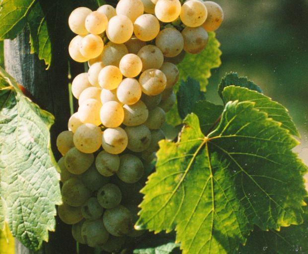 Gewurztraminer AAC, Henri Kieffer Fils