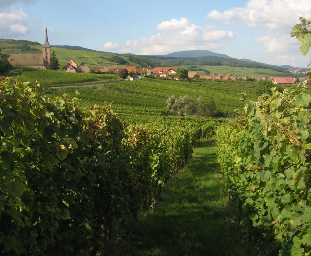 Pinot Blanc AAC, Henri Kieffer Fils