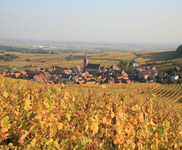 Gewurztraminer AAC, Henri Kieffer Fils