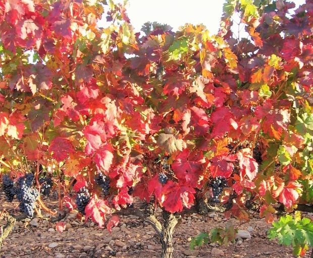 Rioja Alta Joven D.O.Ca, Lagar de Cayo