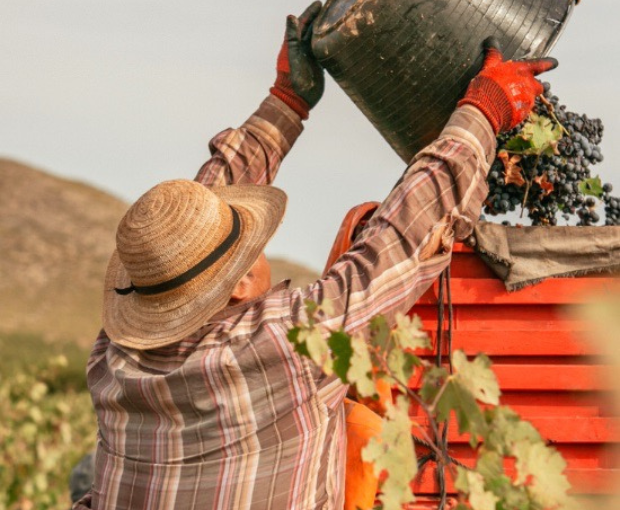 El Pinar de Villena Rosé, Las Virtudes