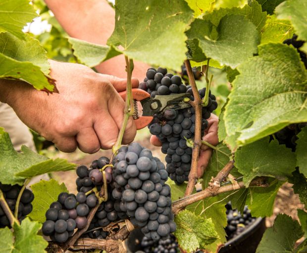 Champagne Laurent Perrier Cuvée Rosé Brut