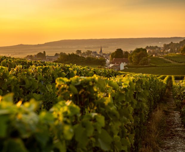 Champagne Laurent Perrier Cuvée Rosé Brut