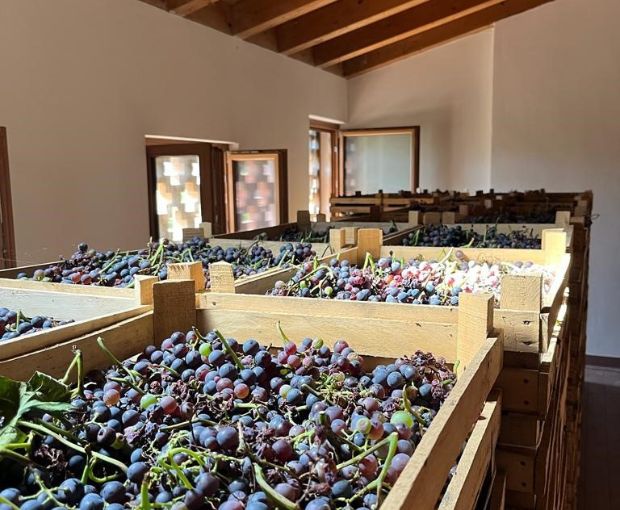 HALF Recioto della Valpolicella DOCG 2023, Le Bertarole