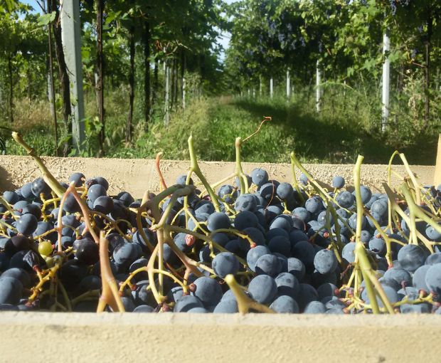 Valpolicella DOC Classico Le Filagne, Le Bertarole