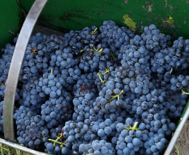 Malbec Reservado, Fabre Montmayou