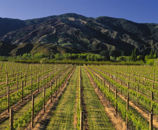 Pinot Noir Marlborough, Map Maker
